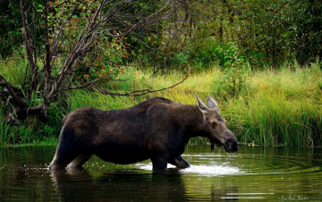 Картинка животные лоси река лес