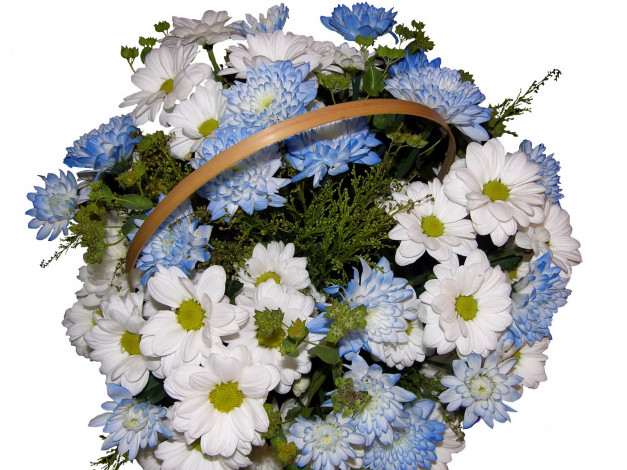 Обои картинки фото цветы, хризантемы, букет, корзина