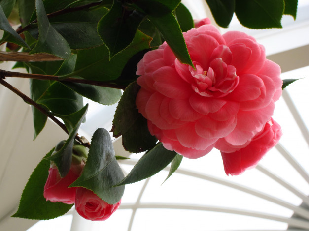 Обои картинки фото цветы, камелии, камелия