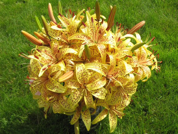 Обои картинки фото цветы, лилии, лилейники, тигровые, букет