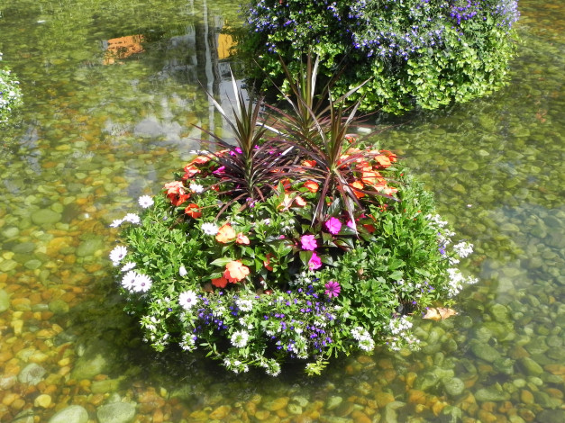 Обои картинки фото цветы, разные, вместе, композиция, водоем