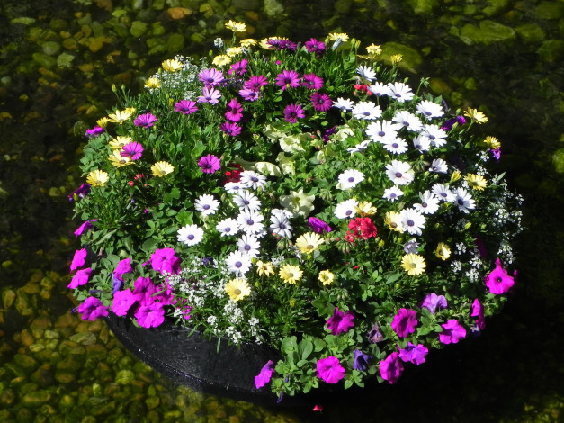 Обои картинки фото цветы, разные, вместе, петунья, вода, композиция