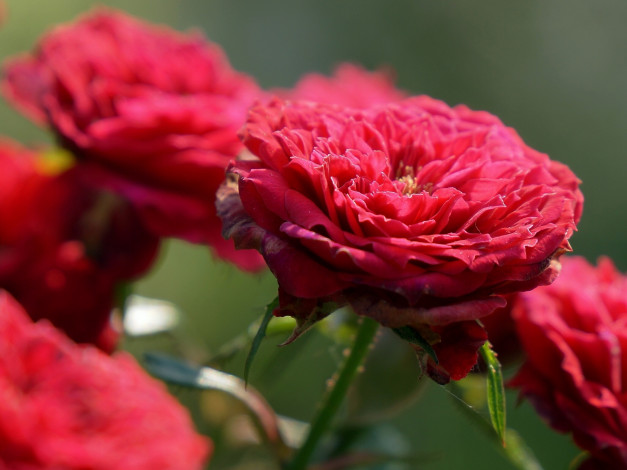 Обои картинки фото цветы, розы, бутон, макро