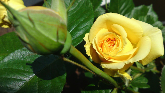 Обои картинки фото цветы, розы, макро, бутон