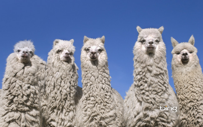 Обои картинки фото животные, ламы, альпака