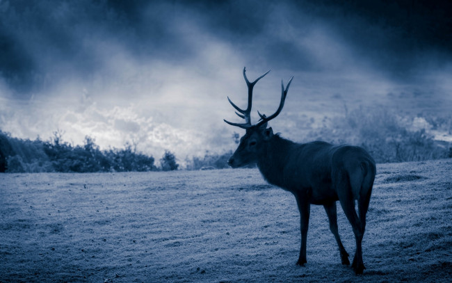 Обои картинки фото животные, олени, трава