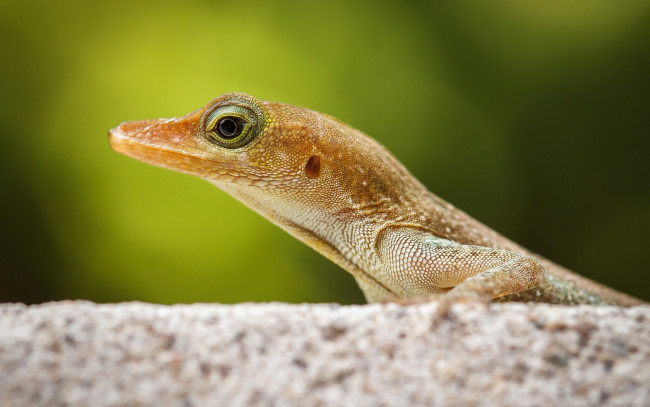 Обои картинки фото животные, Ящерицы, игуаны, вараны, геккон