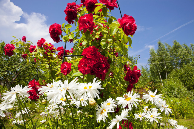 Обои картинки фото цветы, разные, вместе, кусты, ромашки, розы