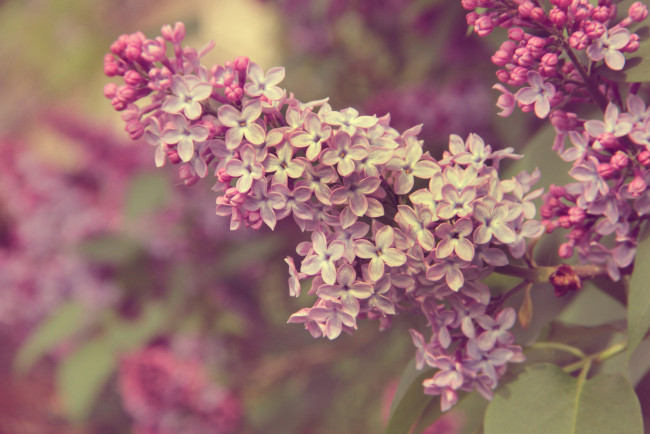 Обои картинки фото цветы, сирень, кисть, соцветие, макро