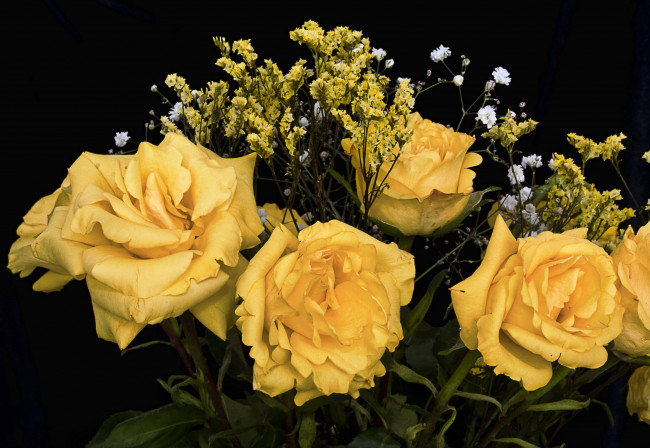 Обои картинки фото цветы, розы, букет