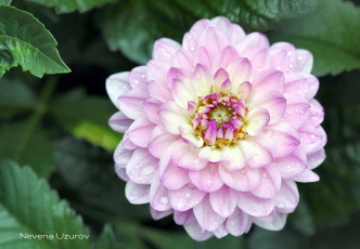 Картинка цветы георгины капли