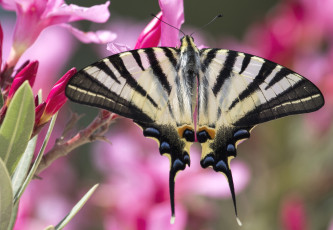 Картинка животные бабочки крылья