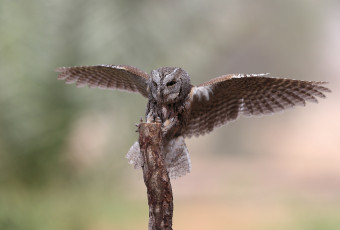 Картинка животные совы крылья сова птица пень