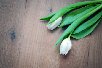 Картинка цветы тюльпаны белый