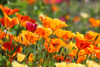 Картинка цветы эшшольция+ калифорнийский+мак мак