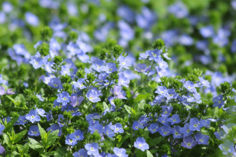 Картинка цветы немофилы +вероники вероника