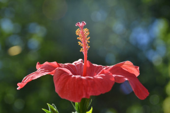 Картинка цветы гибискусы лепестки макро