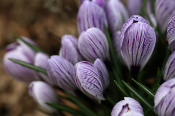 Картинка цветы крокусы весна цветение