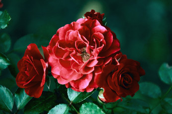 Картинка цветы розы бордо