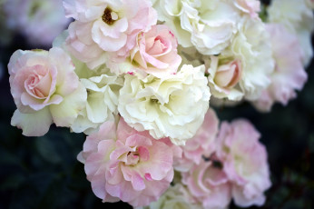 Картинка цветы розы куст