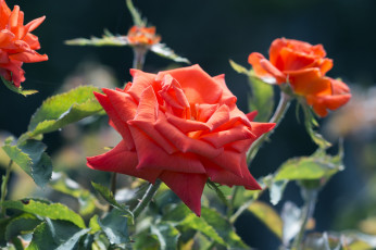 Картинка цветы розы куст