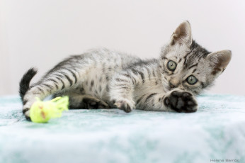 Картинка животные коты котенок игра лапки малыш