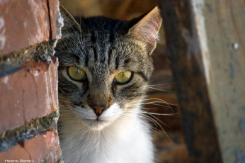 Картинка животные коты морда кошка