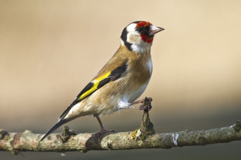 Картинка животные щеглы +чижи щегол