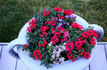 Картинка цветы разные+вместе вазон красная вербена