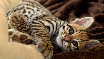 Картинка животные дикие+кошки оцелот кошка отдых взгляд котенок