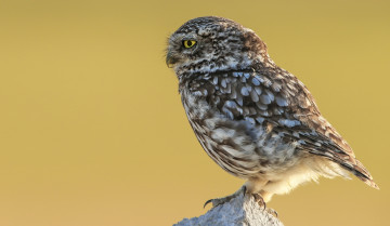 Картинка животные совы фон профиль сова птица