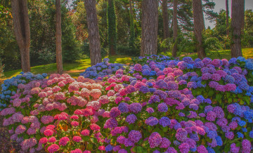 Картинка цветы гортензия кусты