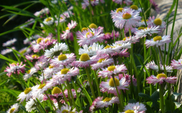 Картинка цветы маргаритки лепестки