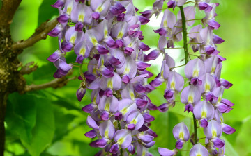 Картинка цветы глициния куст листья