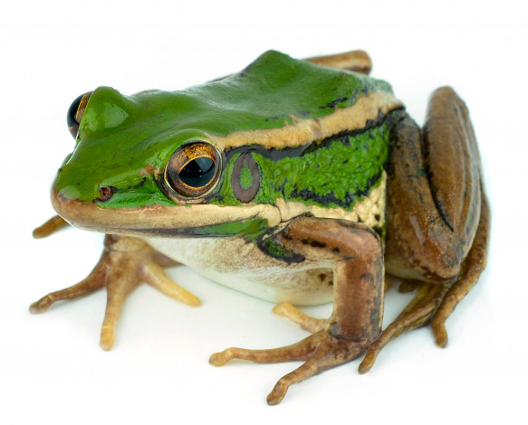 Обои картинки фото животные, лягушки, макро