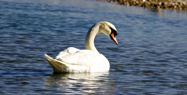 Обои картинки фото животные, лебеди, рябь, водоем, белый