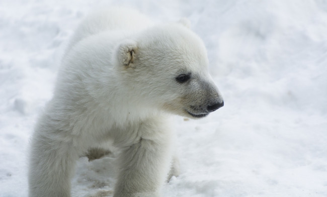 Обои картинки фото животные, медведи, зима, мордочка, белый, детеныш, малыш, медвежонок