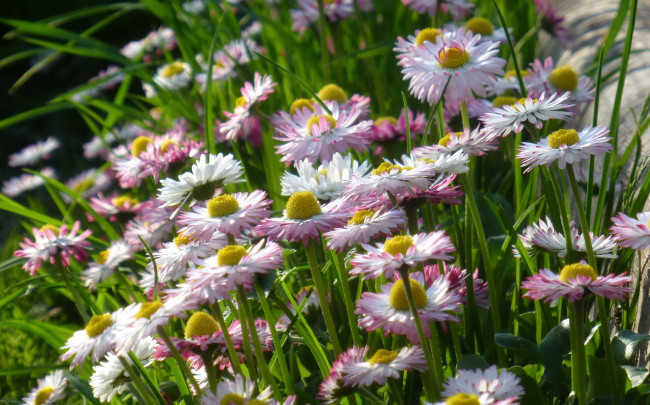 Обои картинки фото цветы, маргаритки, лепестки