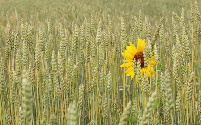 Обои картинки фото цветы, подсолнухи, колосья