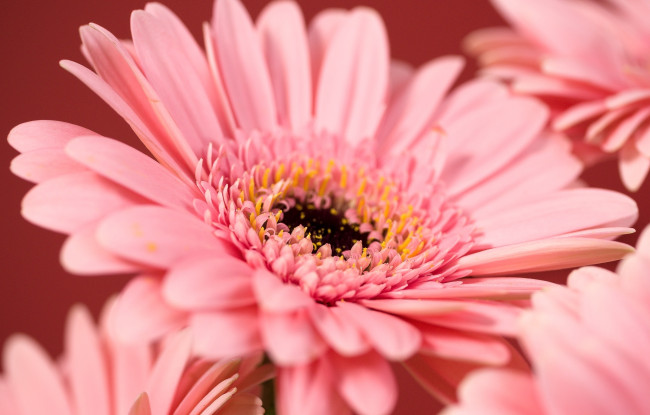 Обои картинки фото цветы, герберы, макро