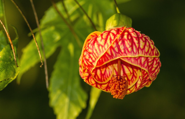 Обои картинки фото цветы, абутилоны, бутон