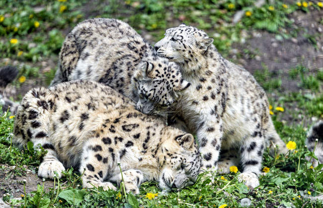 Обои картинки фото животные, снежный барс , ирбис, игра, троица