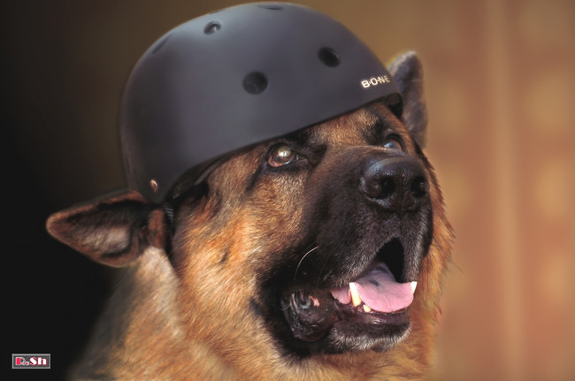 Обои картинки фото животные, собаки, овчарка, каска