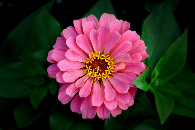 Обои картинки фото цветы, цинния, макро