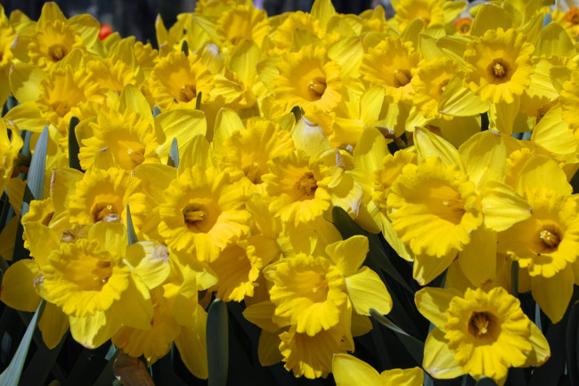 Обои картинки фото цветы, нарциссы, желтый