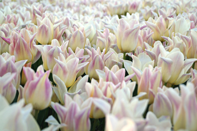 Обои картинки фото цветы, тюльпаны, море