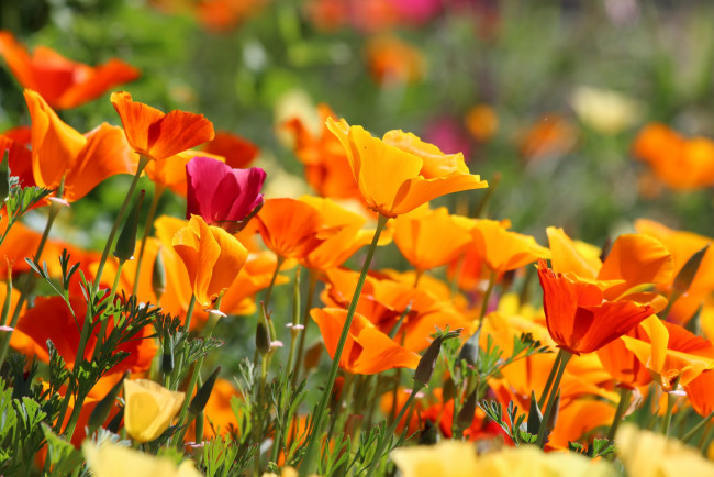 Обои картинки фото цветы, эшшольция , калифорнийский мак, мак