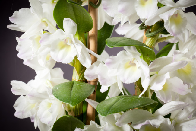 Обои картинки фото цветы, орхидеи, экзотика