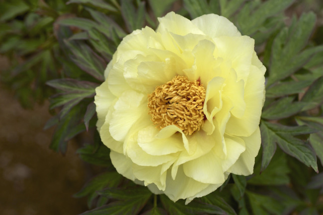 Обои картинки фото цветы, пионы, макро