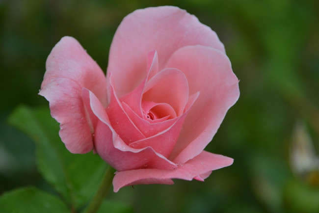 Обои картинки фото цветы, розы, макро, розовый